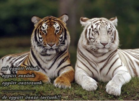 tigrisek2.jpg